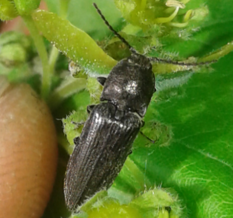 Elateridae: Cydnopus sp.